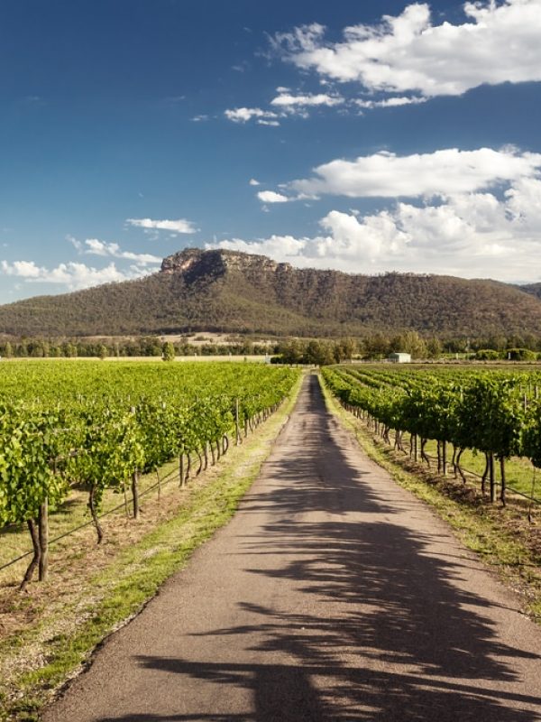 Vineyard in the Hunter Valley | Hot Water 2Day